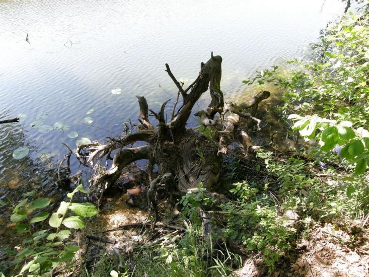 Пришиб з panoramio.com - Пришиб
