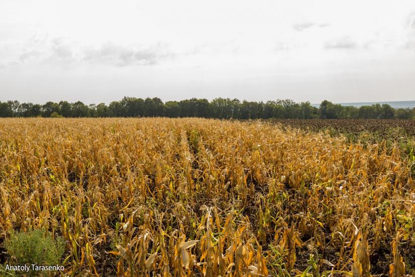 Федорівка з panoramio.com - Fedorivka