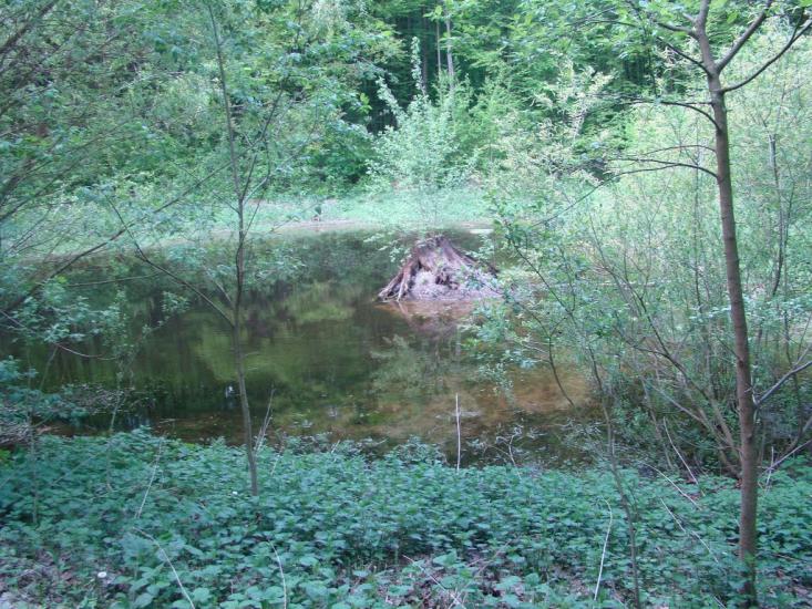 Іванківці з panoramio.com - Иванковцы