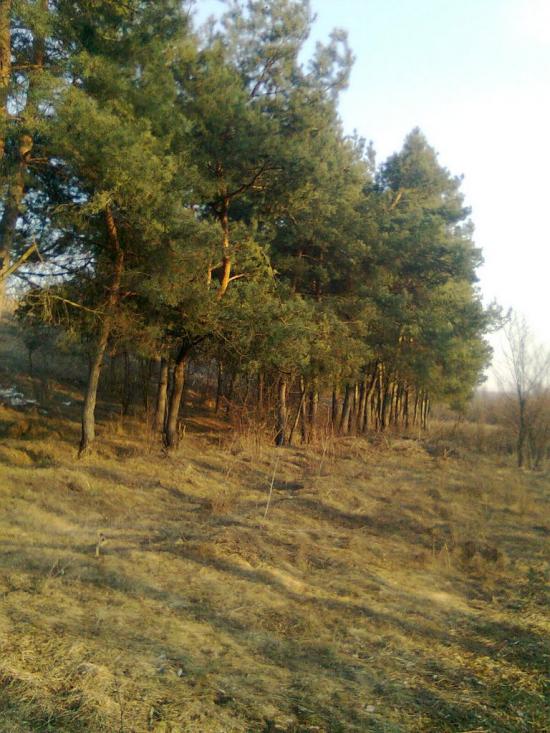 Млинки з panoramio.com - Млынки