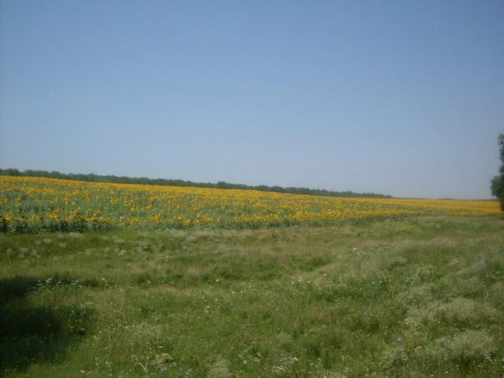 Млинки з panoramio.com - Млынки