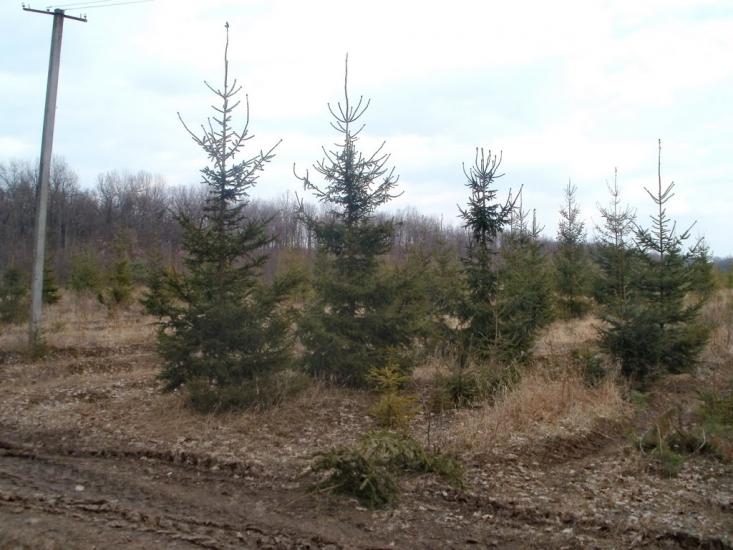 Бережне з panoramio.com - Бережное