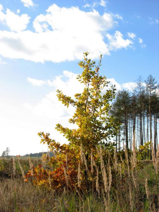 Глядин з panoramio.com - Глядин