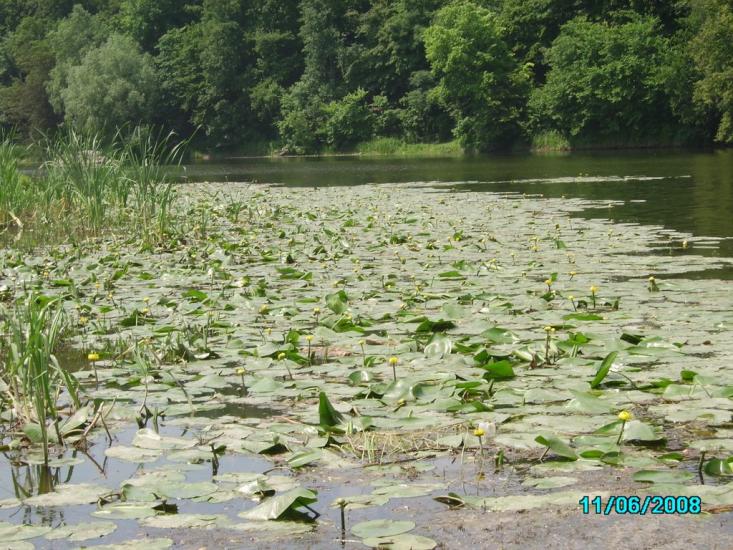 Воробіївка з panoramio.com - Воробьевка