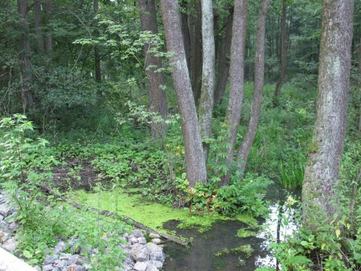 Вакалівщина з panoramio.com - Вакаловщина