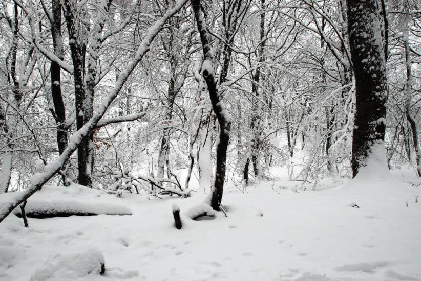 Кипарисне з panoramio.com - Kyparysne