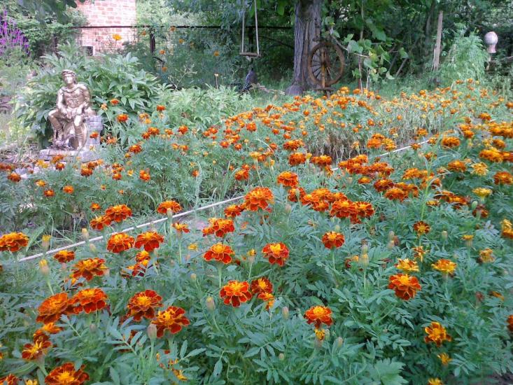 Слиньків Яр з panoramio.com - Слиньків Яр