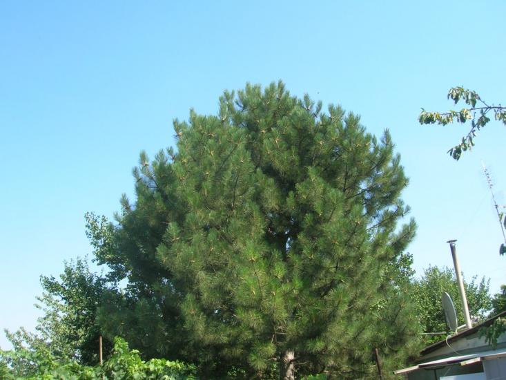 Переможне з panoramio.com - Peremozhne