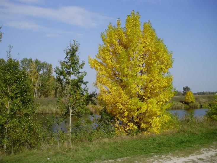 Котовка з panoramio.com - Котовка