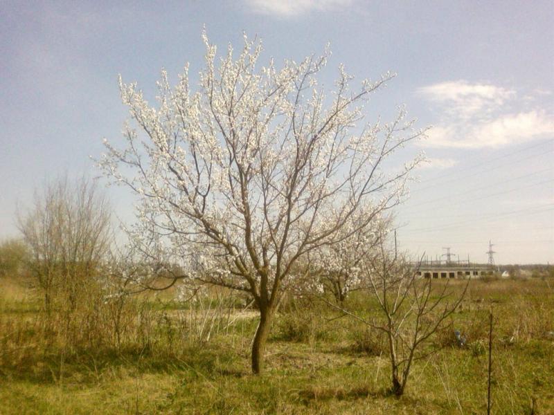 Полонка з panoramio.com - Полонка