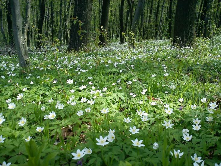 Тщенець з panoramio.com - Тщенець