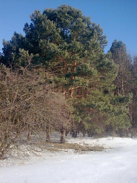 Камінь з panoramio.com - Камінь