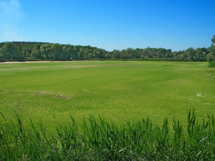 Забір'я з panoramio.com - Zabirya