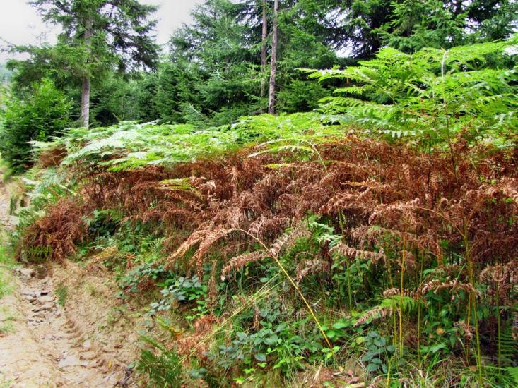 Кам'янка з panoramio.com - Каменка