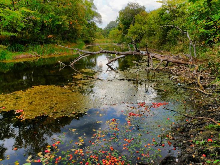 Нижнє з panoramio.com - Nyzhnye