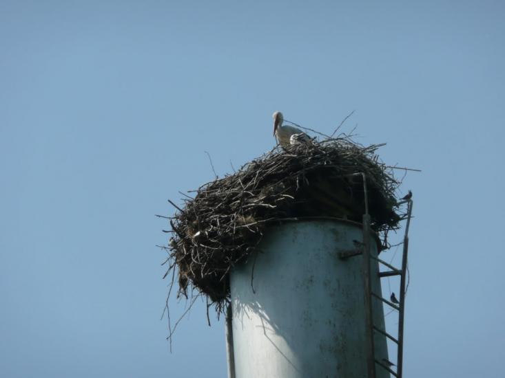 Старі Санжари з panoramio.com - Старые Санжары