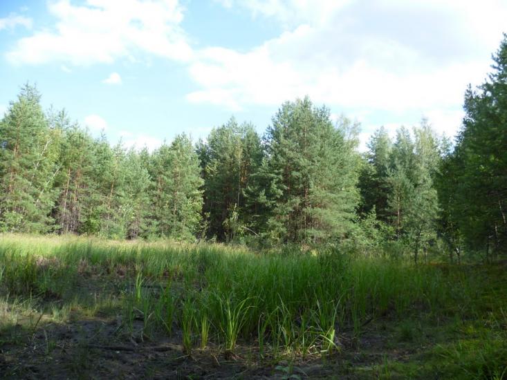 Мареничі з panoramio.com - Мареничі