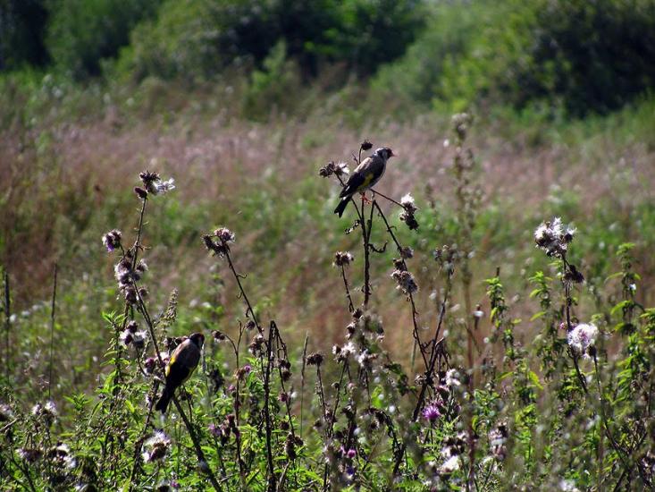 Яревище з panoramio.com - Яревище