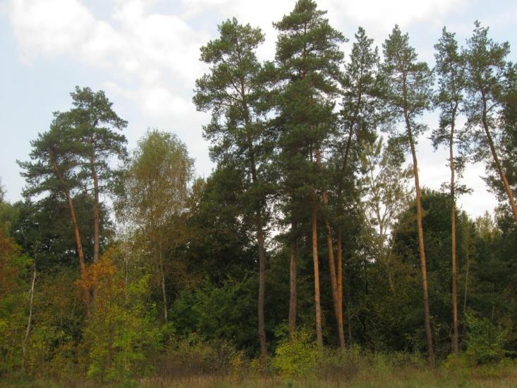 Шипилівка з panoramio.com - Shypylivka