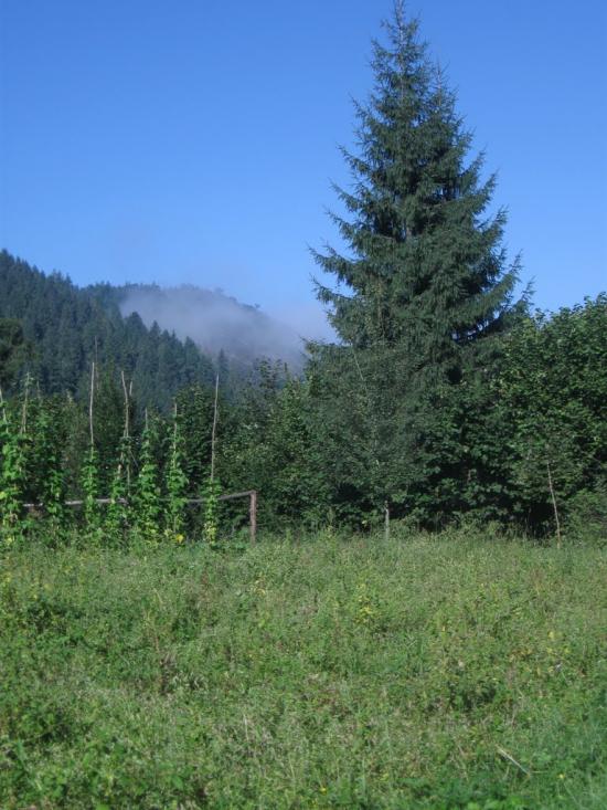 Сойми з panoramio.com - Соймы