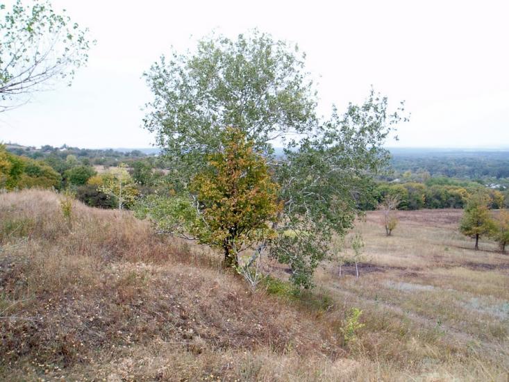 Привілля з panoramio.com - Приволье