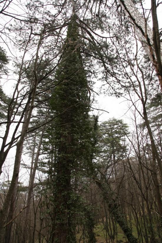 Відрадне з panoramio.com - Відрадне