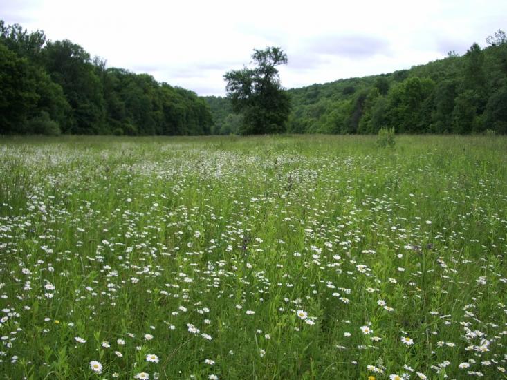 Іванківці з panoramio.com - Ivankivtsi