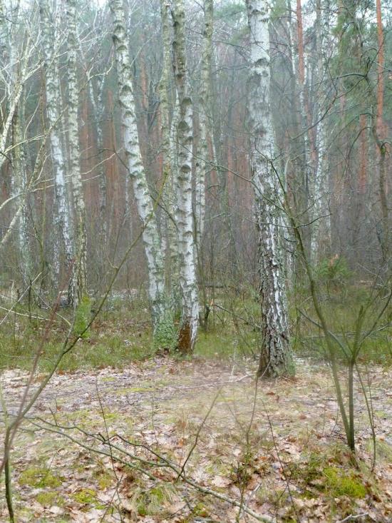 Житомир з panoramio.com - Житомир