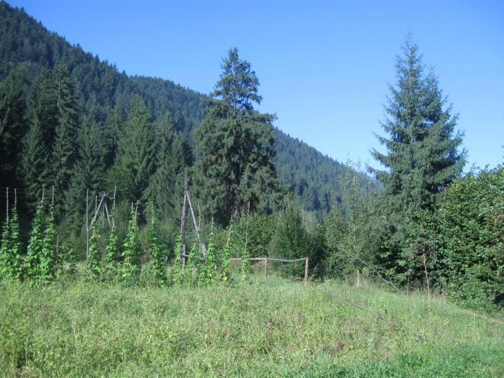 Сойми з panoramio.com - Соймы