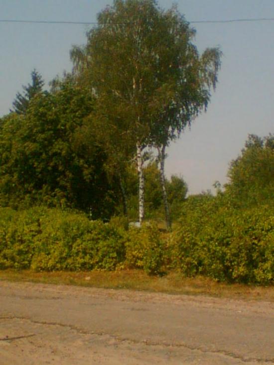 Сінне з panoramio.com - Сенное