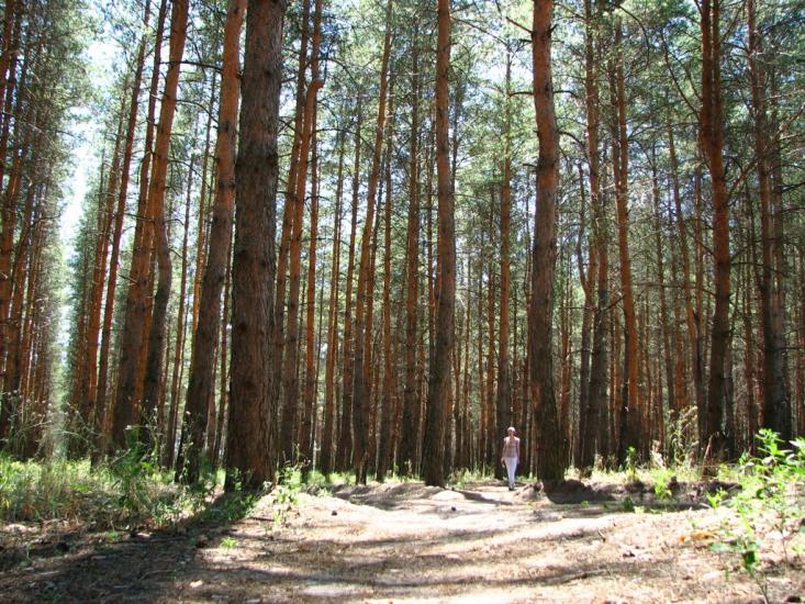 Валуйське з panoramio.com - Валуйское