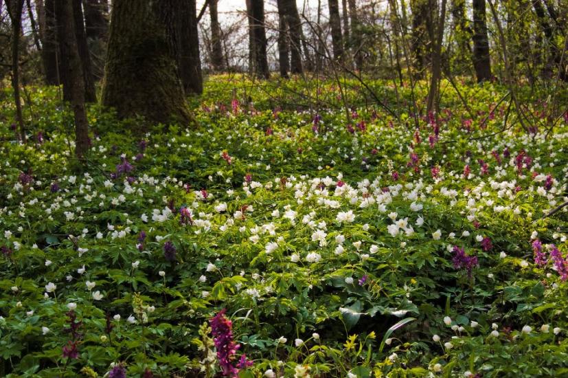 Мишковичі з panoramio.com - Мышковичи