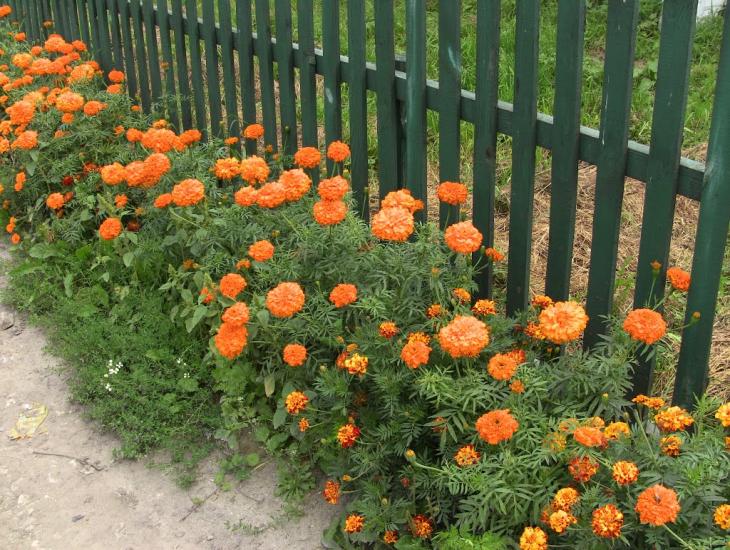 Великі Коровинці з panoramio.com - Великі Коровинці