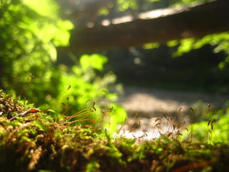 Кричка з panoramio.com - Кричка