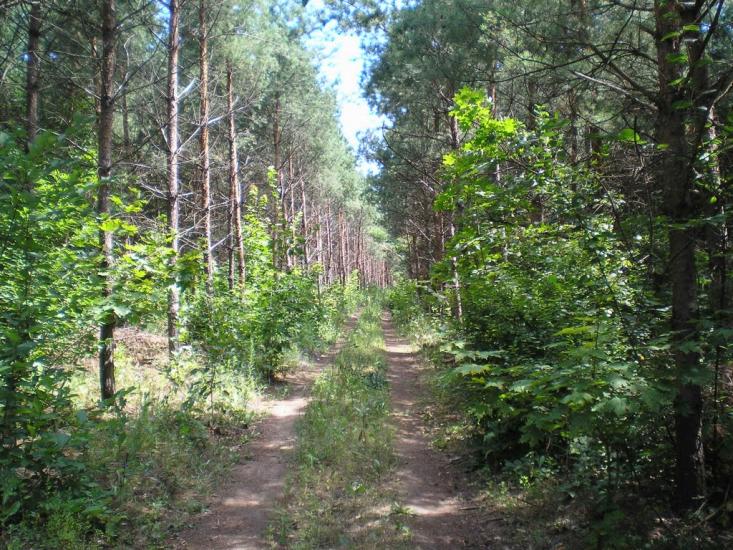 Кам'янка з panoramio.com - Кам'янка