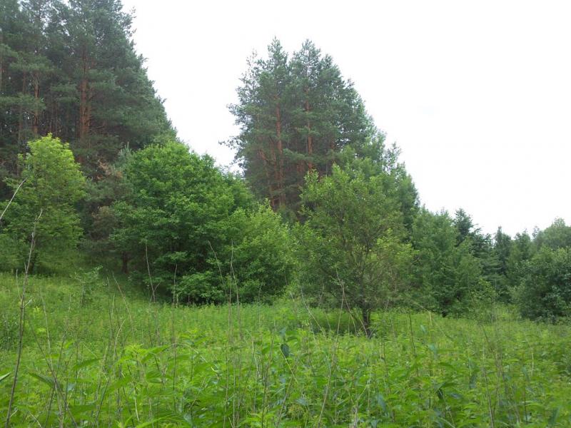 Нова Січ з panoramio.com - Нова Січ