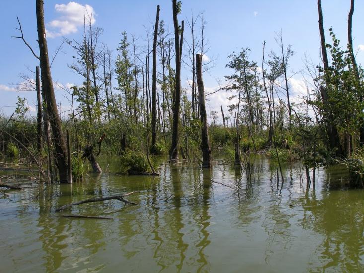 Мошни з panoramio.com - Мошны