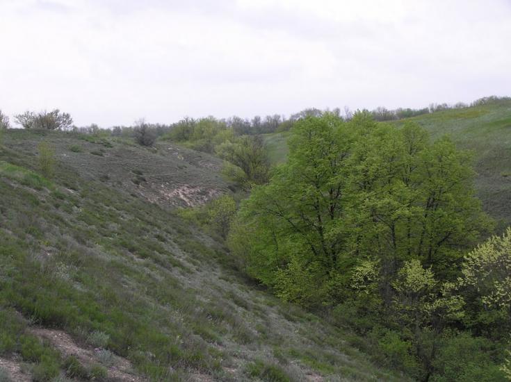 Першомар'ївка з panoramio.com - Першомарьевка