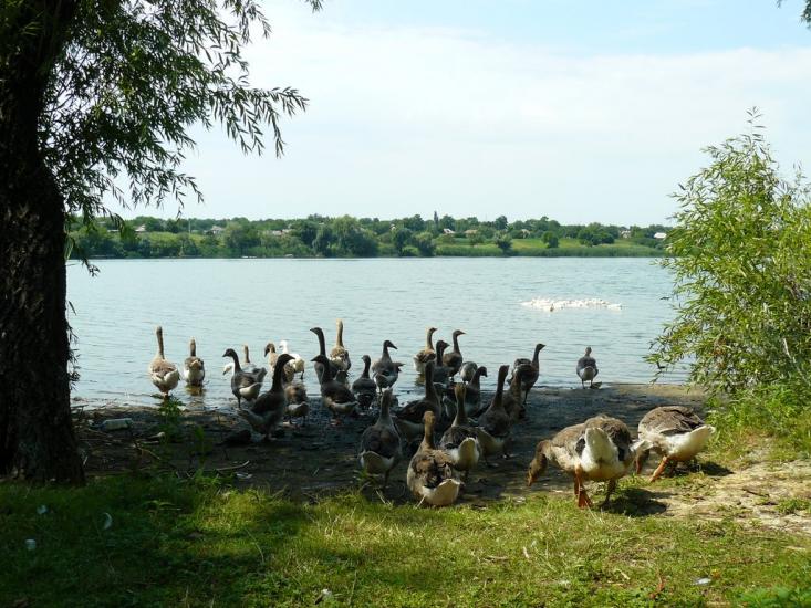 Протопопівка з panoramio.com - Протопопівка