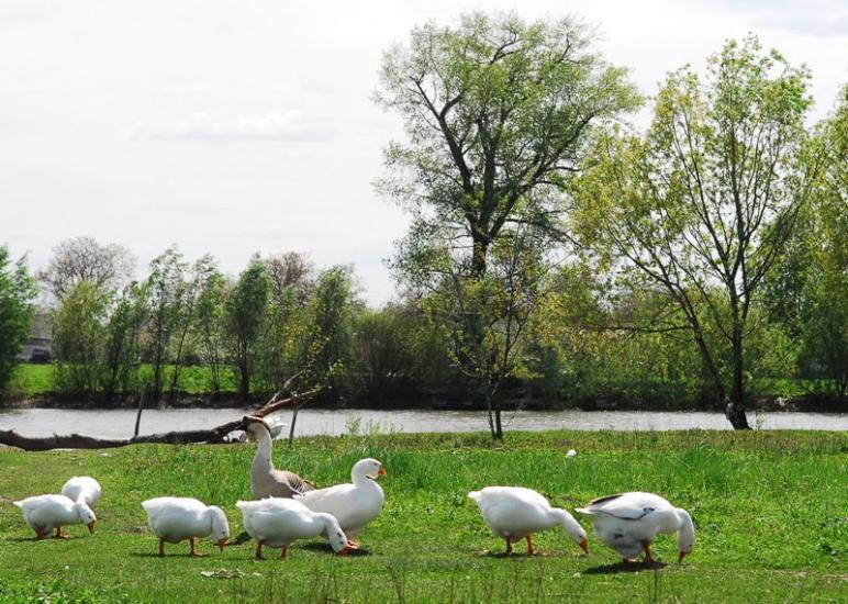 Узин з panoramio.com - Uzyn