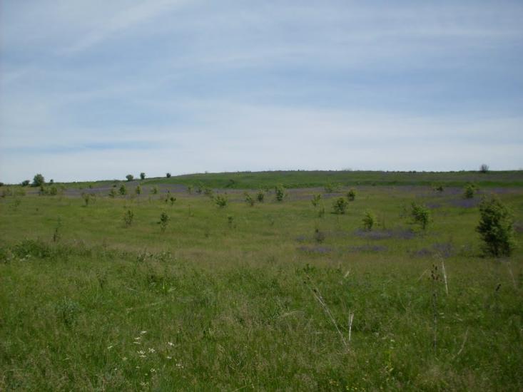 Куна з panoramio.com - Куна