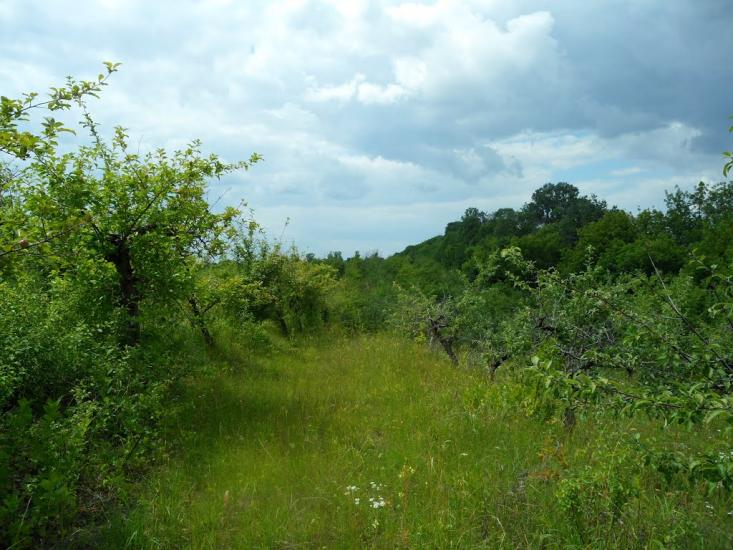 Сніжна з panoramio.com - Сніжна