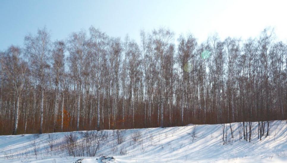 Черкаська Лозова з panoramio.com - Черкасская Лозовая