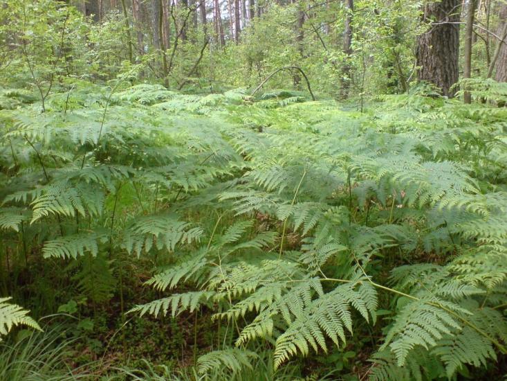 Малютянка з panoramio.com - Малютянка