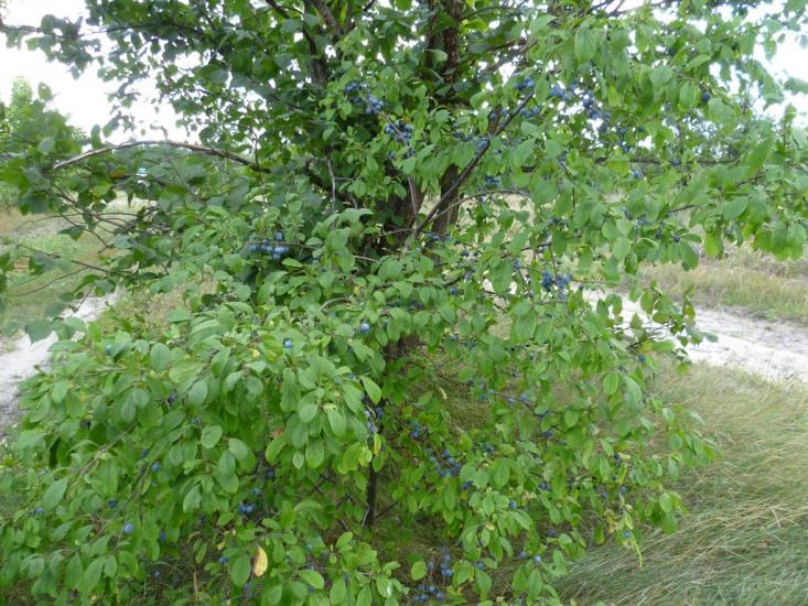 Мареничі з panoramio.com - Мареничи