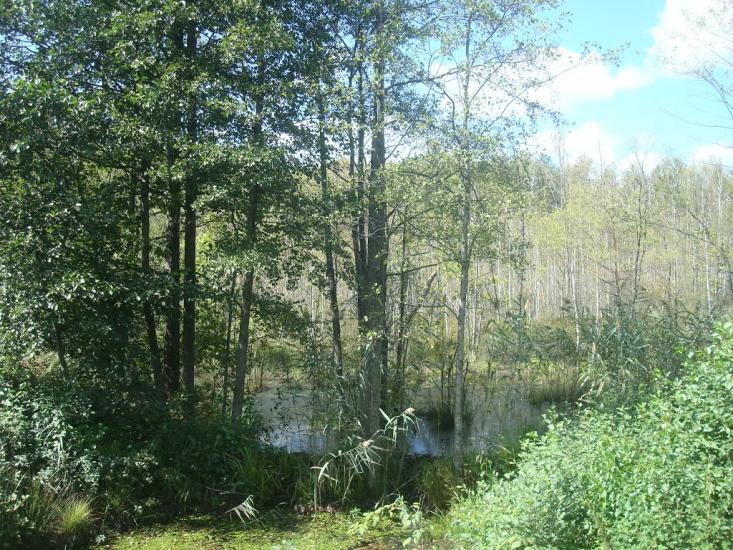 Червоний Цвіт з panoramio.com - Червоный Цвет