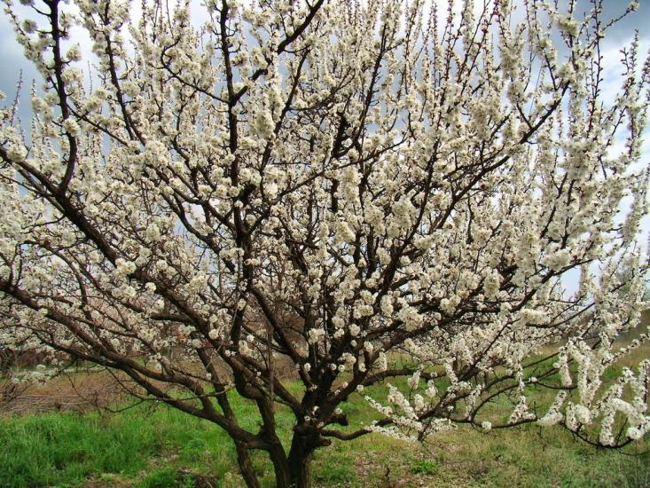 Сєверний з panoramio.com - Сєверний