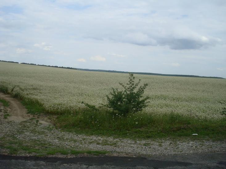 Охрімівці з panoramio.com - Охримовцы