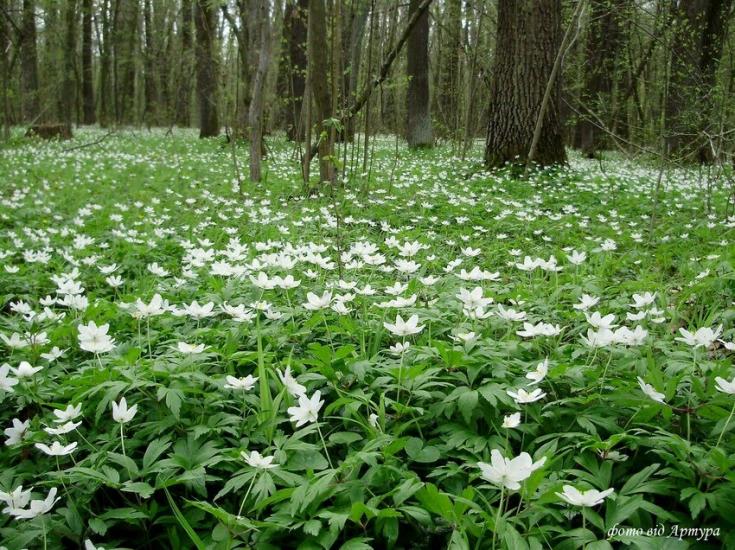 Звози з panoramio.com - Звозы