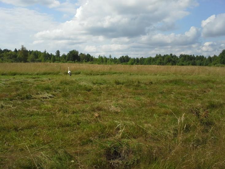 Вирка з panoramio.com - Vyrka